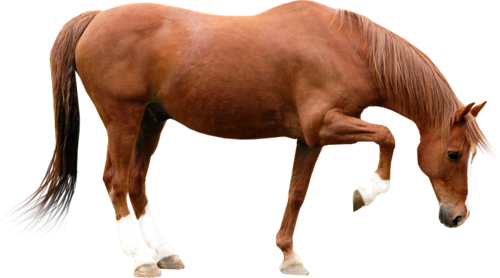vadlo_702.png