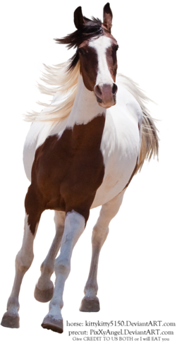 vadlo_703.png