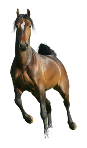 vadlo_706.png