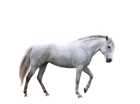 vadlo_719.png
