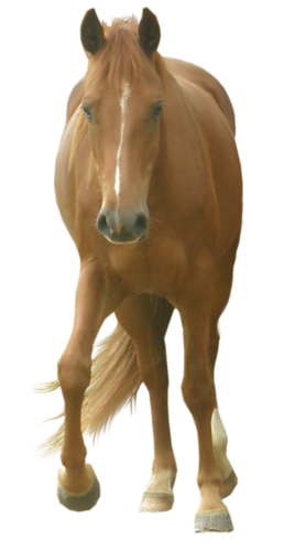 vadlo_72.png