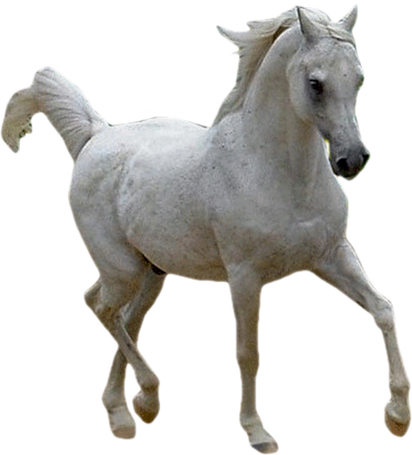 vadlo_721.png