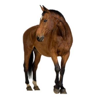 vadlo_722.png