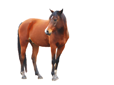 vadlo_727.png