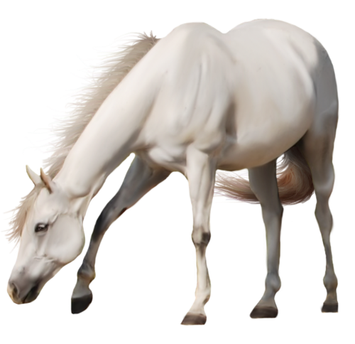 vadlo_731.png
