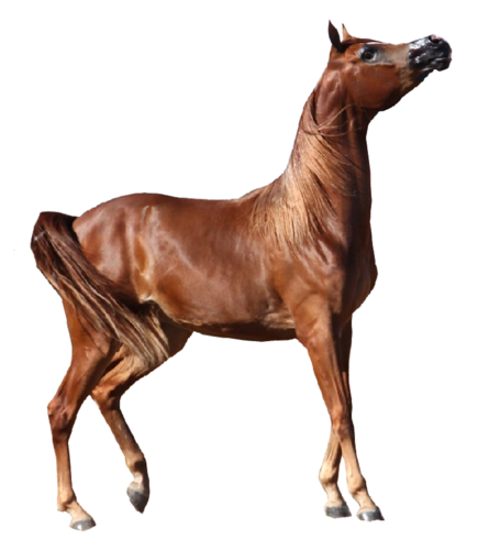 vadlo_732.png