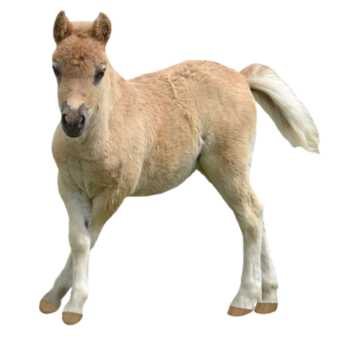 vadlo_744.png