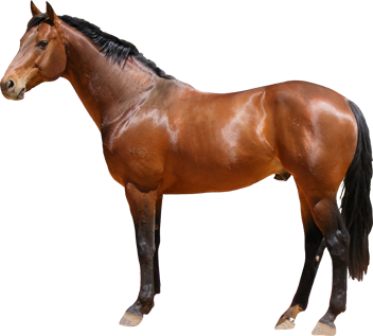 vadlo_747.png