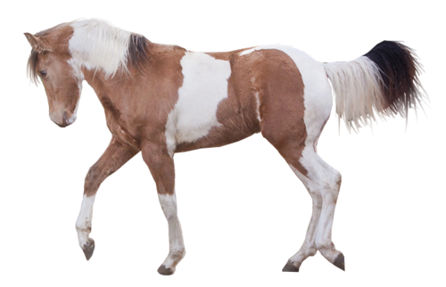 vadlo_750.png
