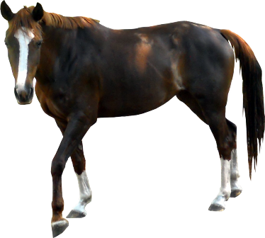 vadlo_754.png