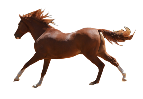 vadlo_804.png
