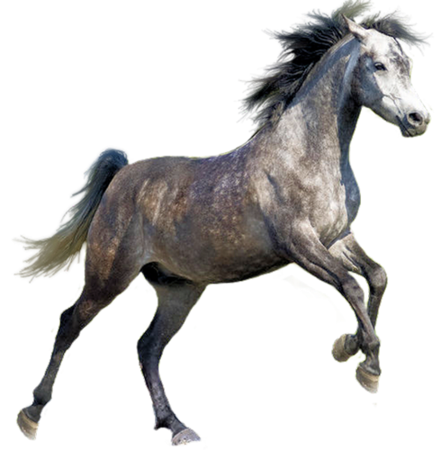 vadlo_81.png