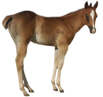 vadlo_816.png
