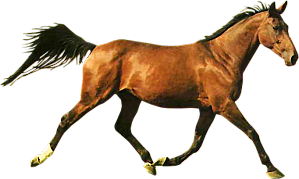 vadlo_818.png