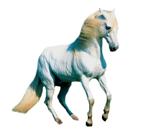 vadlo_829.png