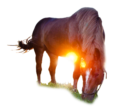 vadlo_836.png