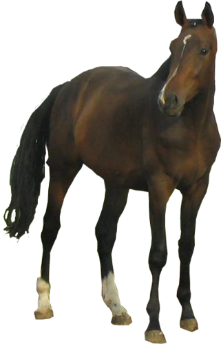 vadlo_85.png