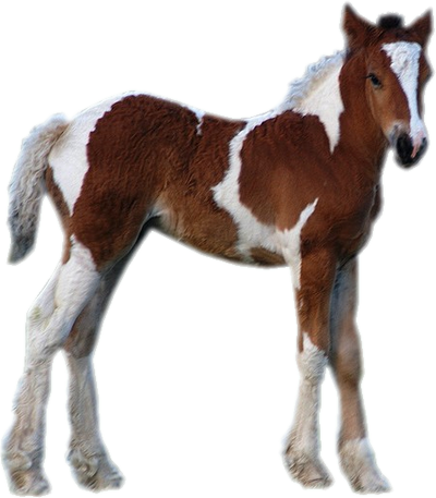vadlo_873.png