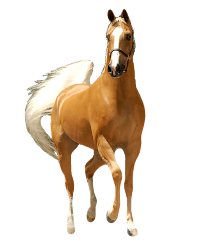 vadlo_885.png