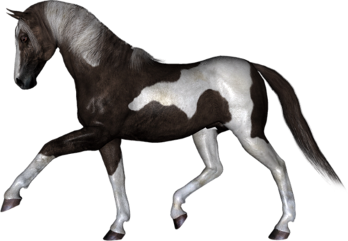 vadlo_892.png