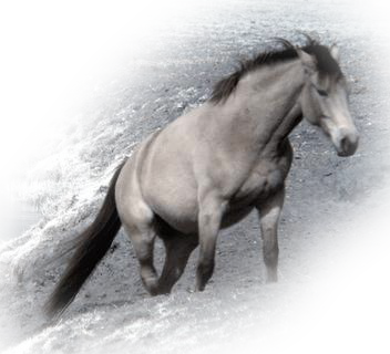 vadlo_906.png