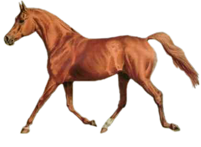 vadlo_916.png