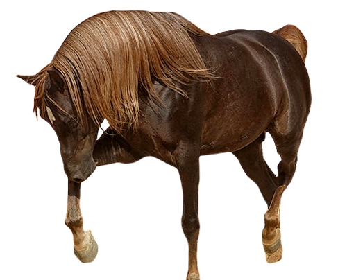 vadlo_919.png