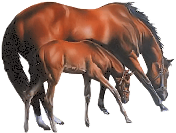 vadlo_920.png