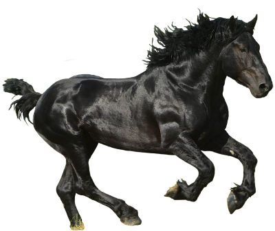 vadlo_934.png