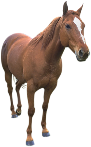 vadlo_937.png