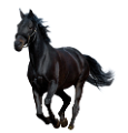 vadlo_1091
