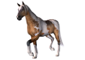 vadlo_158