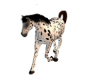 vadlo_227