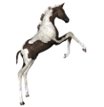 vadlo_250