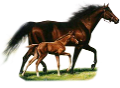 vadlo_330