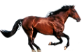 vadlo_41