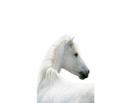 vadlo_422