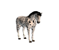 vadlo_429