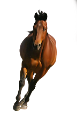 vadlo_600