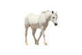 vadlo_612