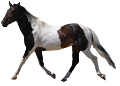 vadlo_669