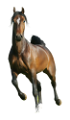 vadlo_706