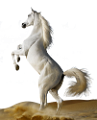 vadlo_900