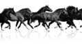 vadlo_91