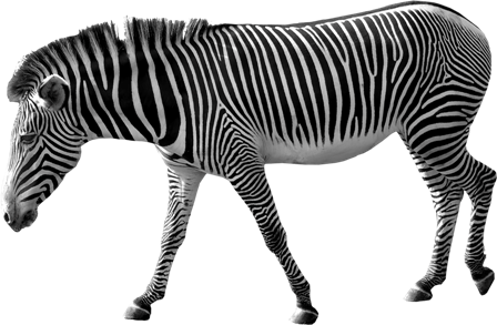 zebra_1.png