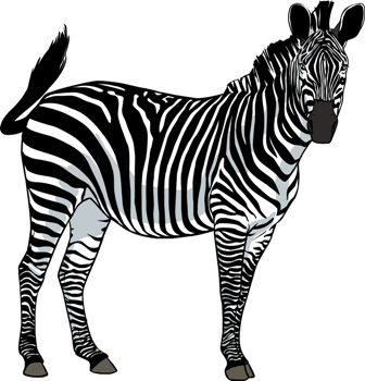 zebra_10.png