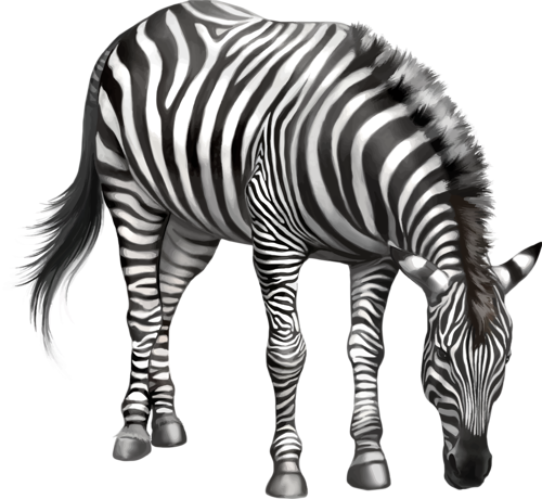 zebra_11.png