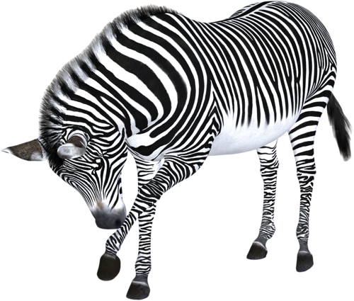 zebra_13.png