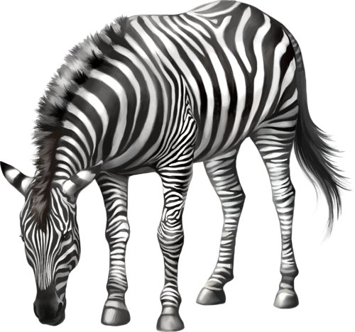zebra_14.png
