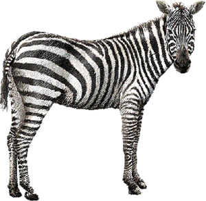 zebra_15.png